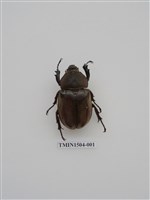 藏品(獨角仙)的圖片